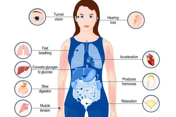 Diagram illustrating the fight-or-flight response in the body, showing effects of stress on breathing, heart rate, digestion, muscles, senses, and hormone production.