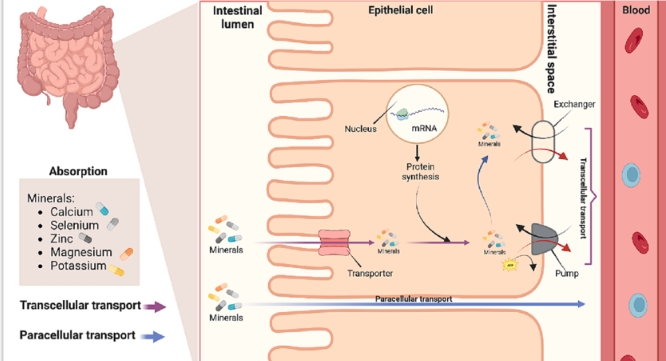 cellular-mineral-reset-magnesium-energy