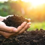 Hands gently hold a mound of rich, dark soil in a sunlit garden, symbolizing organic farming, mineral-rich earth, and foundational soil health.