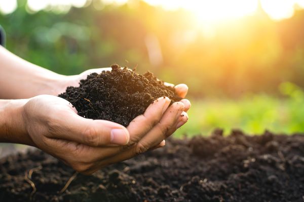 Hands gently hold a mound of rich, dark soil in a sunlit garden, symbolizing organic farming, mineral-rich earth, and foundational soil health.