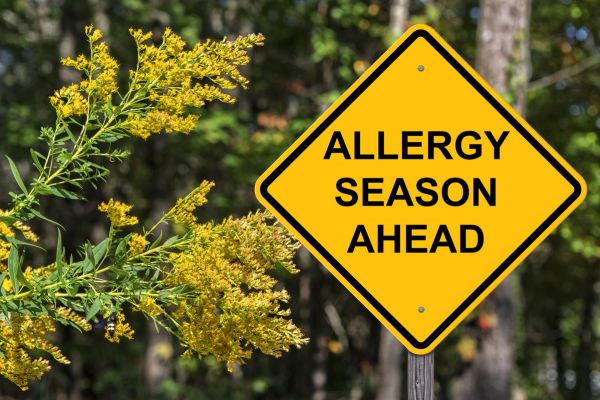 Yellow roadside warning sign reading “Allergy Season Ahead” beside blooming yellow flowers (ragweed) in a wooded outdoor setting.