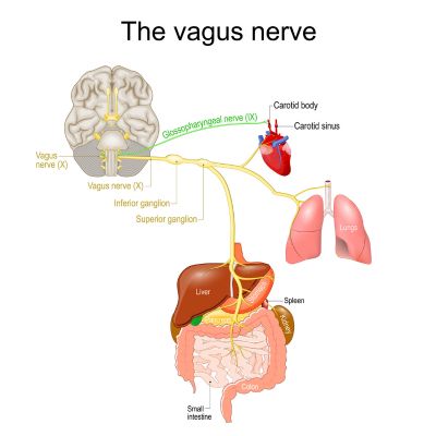 Medical diagram of the vagus nerve showing its path from the brainstem down through the body, branching to major organs including the heart, lungs, liver, stomach, and intestines, with labeled structures such as the carotid sinus, ganglia, and digestive organs.
