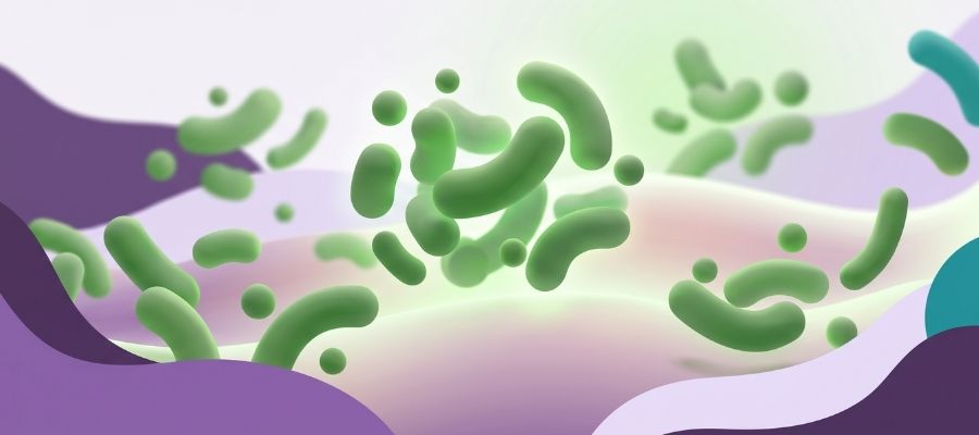 Gut microbiome and digestive balance