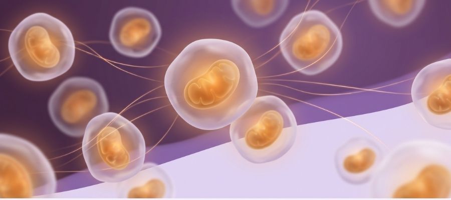 Magnesium and cellular energy